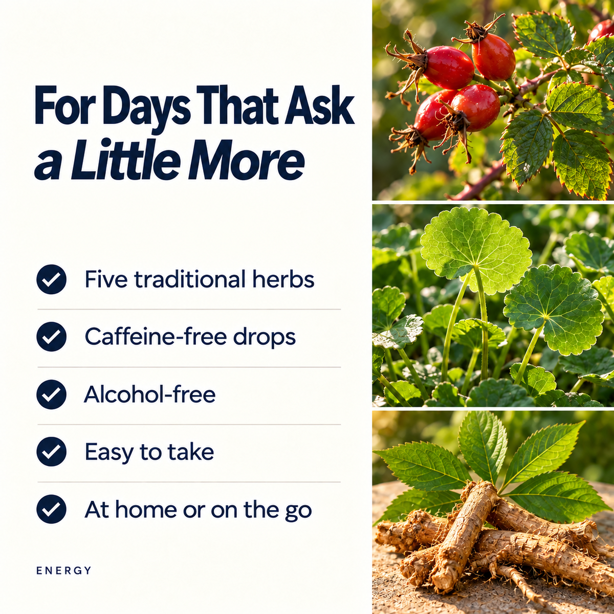 Energy tincture benefits: five traditional herbs, caffeine-free and alcohol-free, with rose hip, gotu kola and ginseng