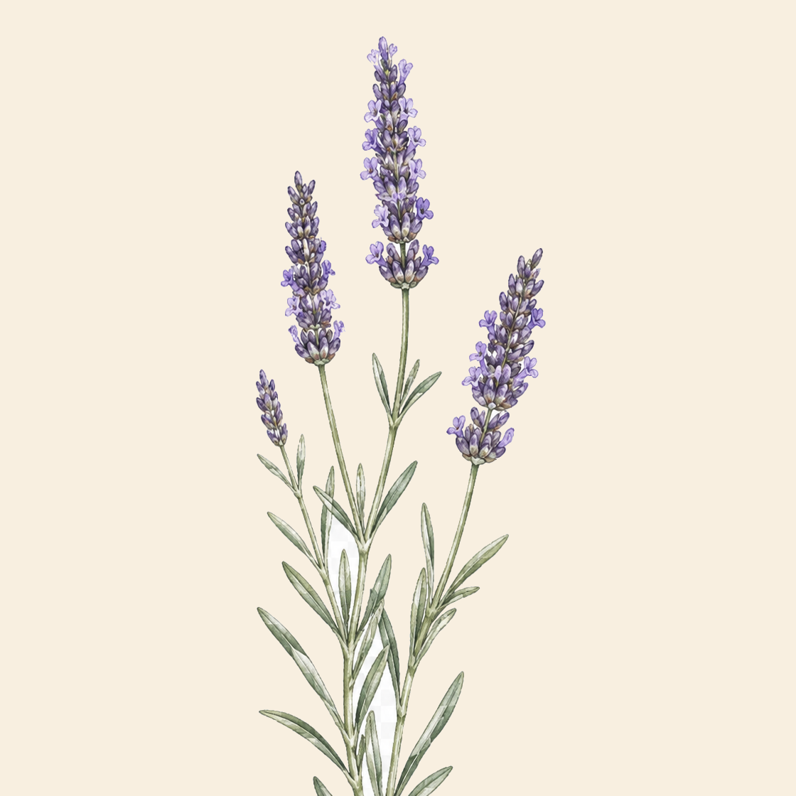 A botanical illustration of lavender stems with purple flowers and green leaves on a solid pale beige background.
