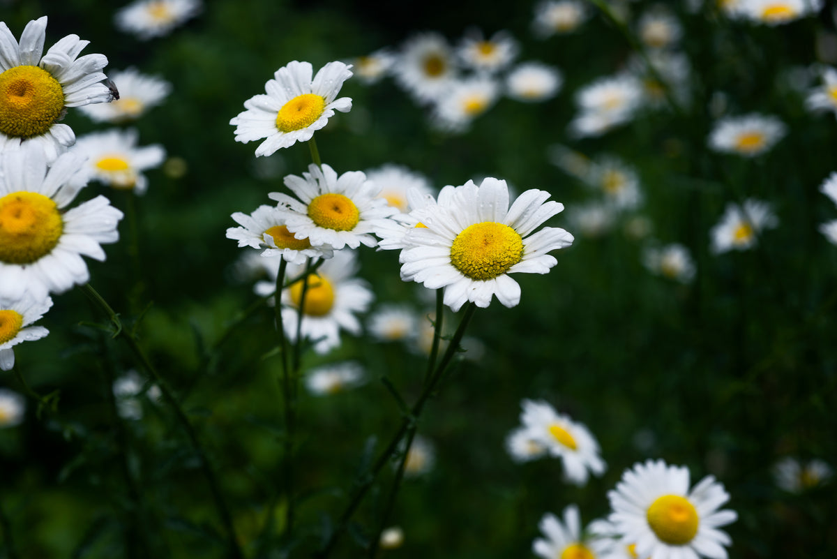 White daisies with yellow centres in a green garden